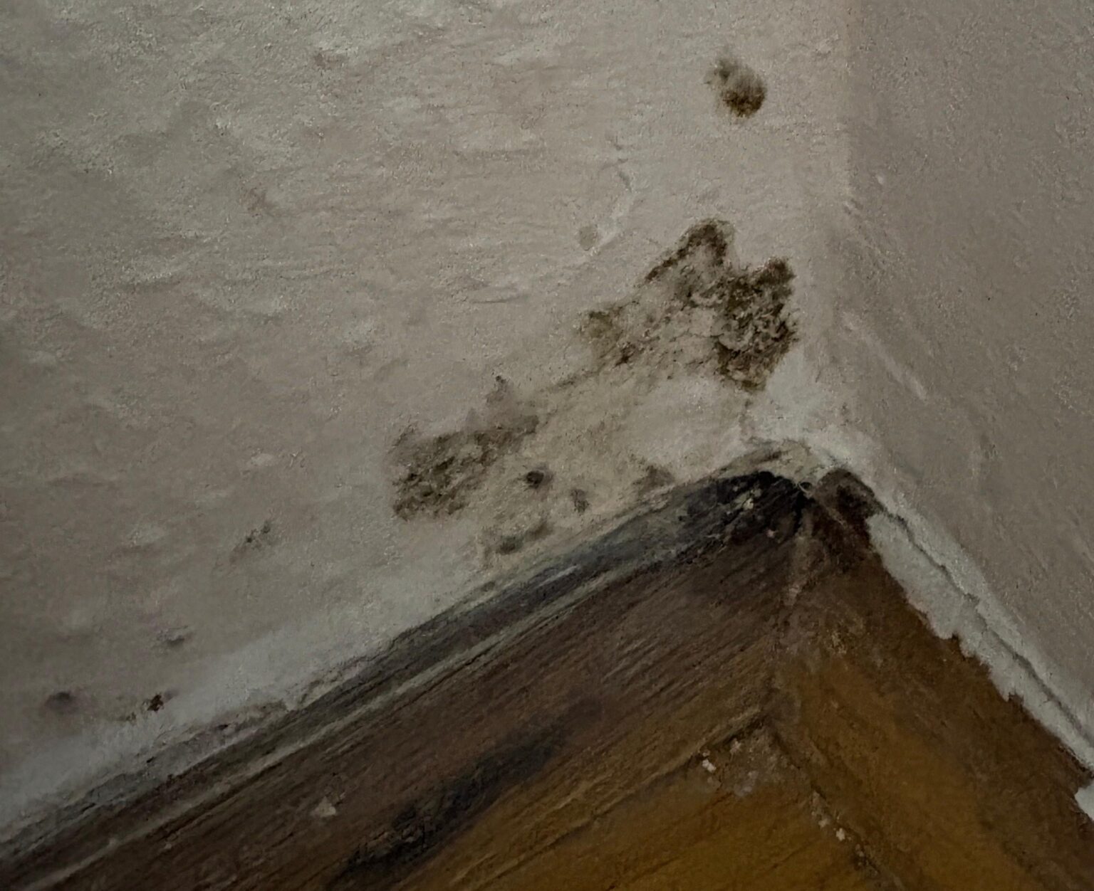 Mold in the new apartment