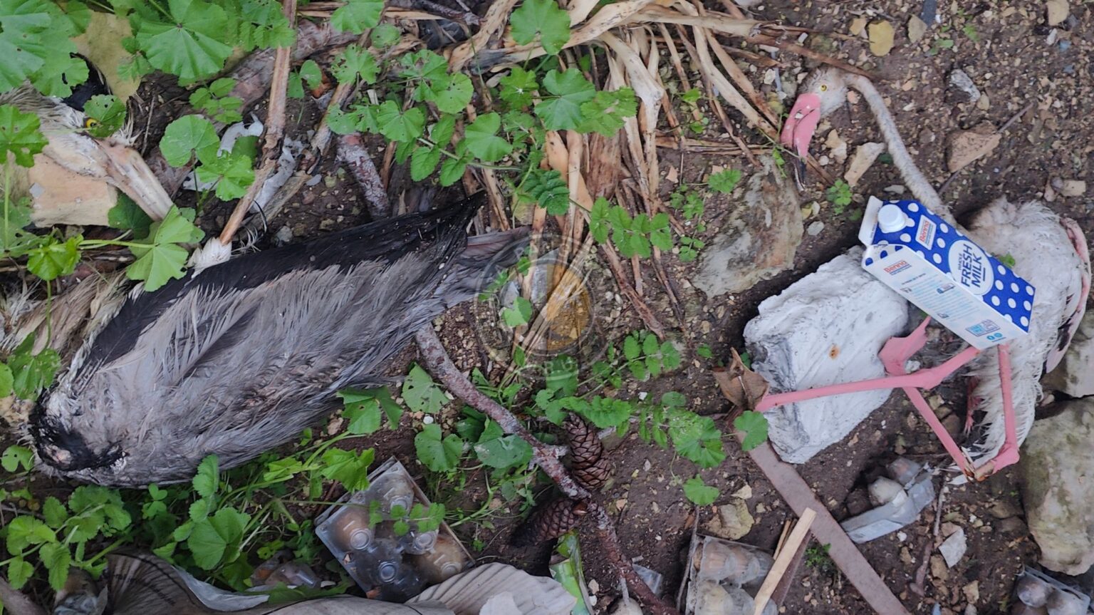 2 stuffed birds illegally dumped in St Julian's valley