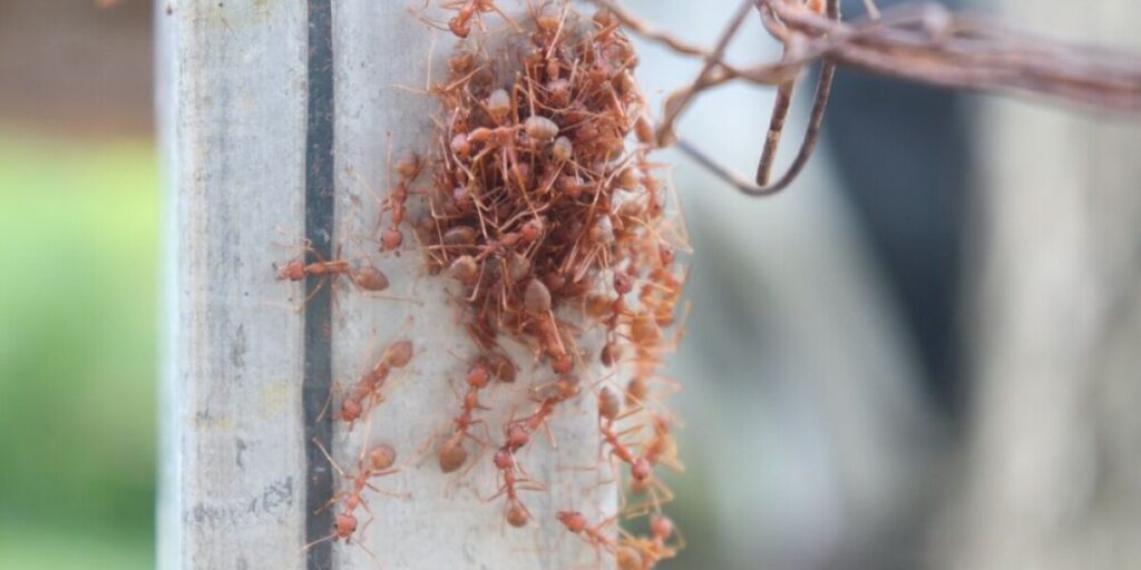 France battles invasive electric ants as funding cuts threaten eradication