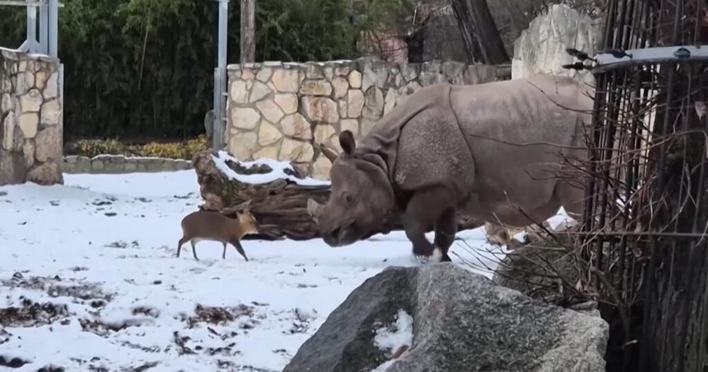 Tiny deer play fights massive rhino at Poland zoo | Pets, Animals and Nature