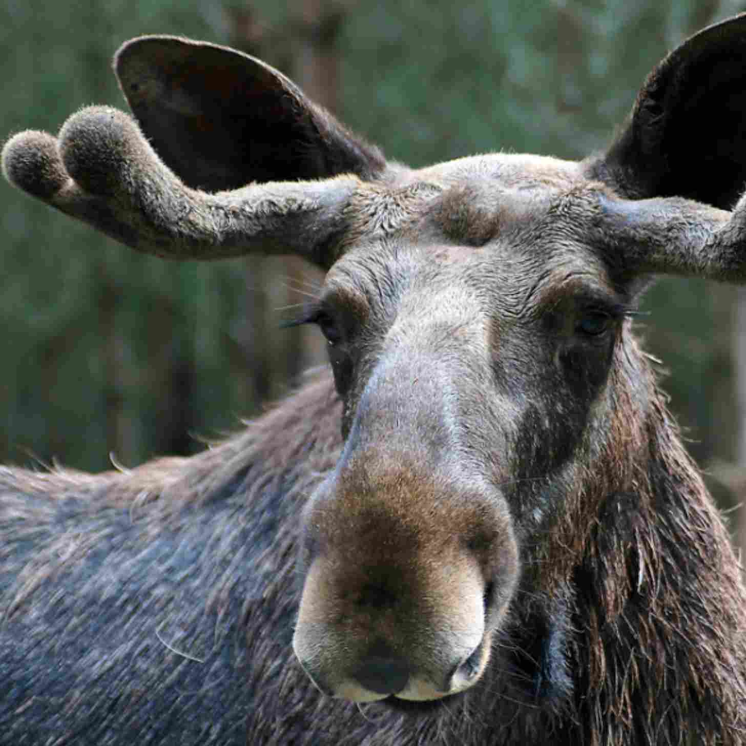 A close-up on the head and antles of a male moose.