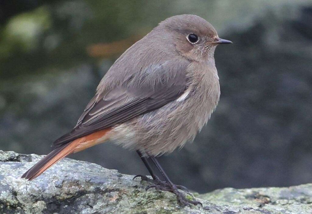Birds reaching Shetland are believed to come from populations in northern Europe Birds reaching Shetland are believed to come from populations in northern Europe
