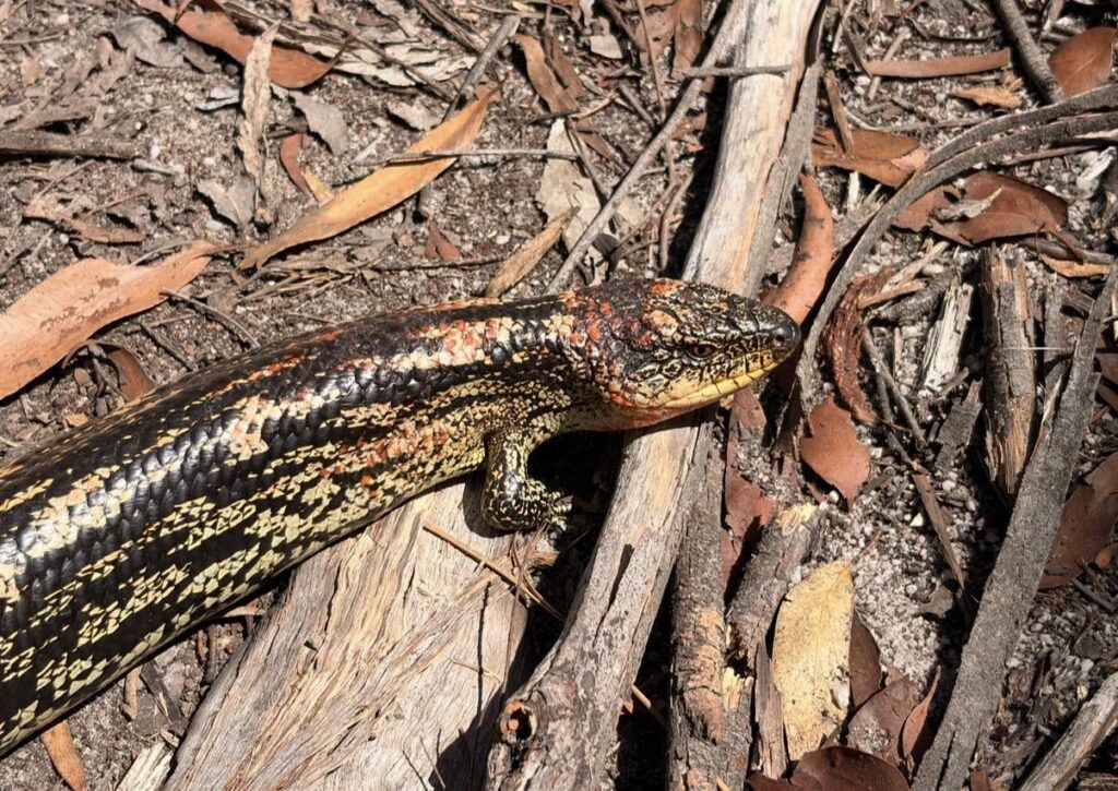 Spotted this Blotched Blue-tongue in the bush