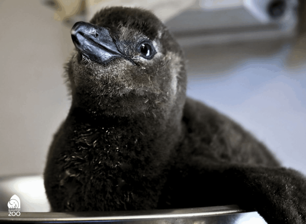 Adorján, this year's first penguin chick in the Budapest Zoo and Botanical Garden, has hatched from the egg