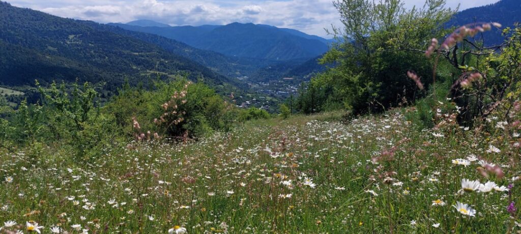 Few more pics. Mountainslop, it's only pretty because of the mountains