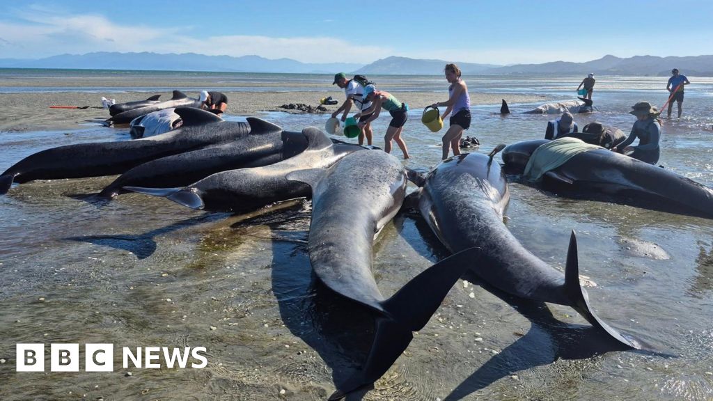Six whales die after mass stranding on remote beach Six whales die after mass stranding on remote beach