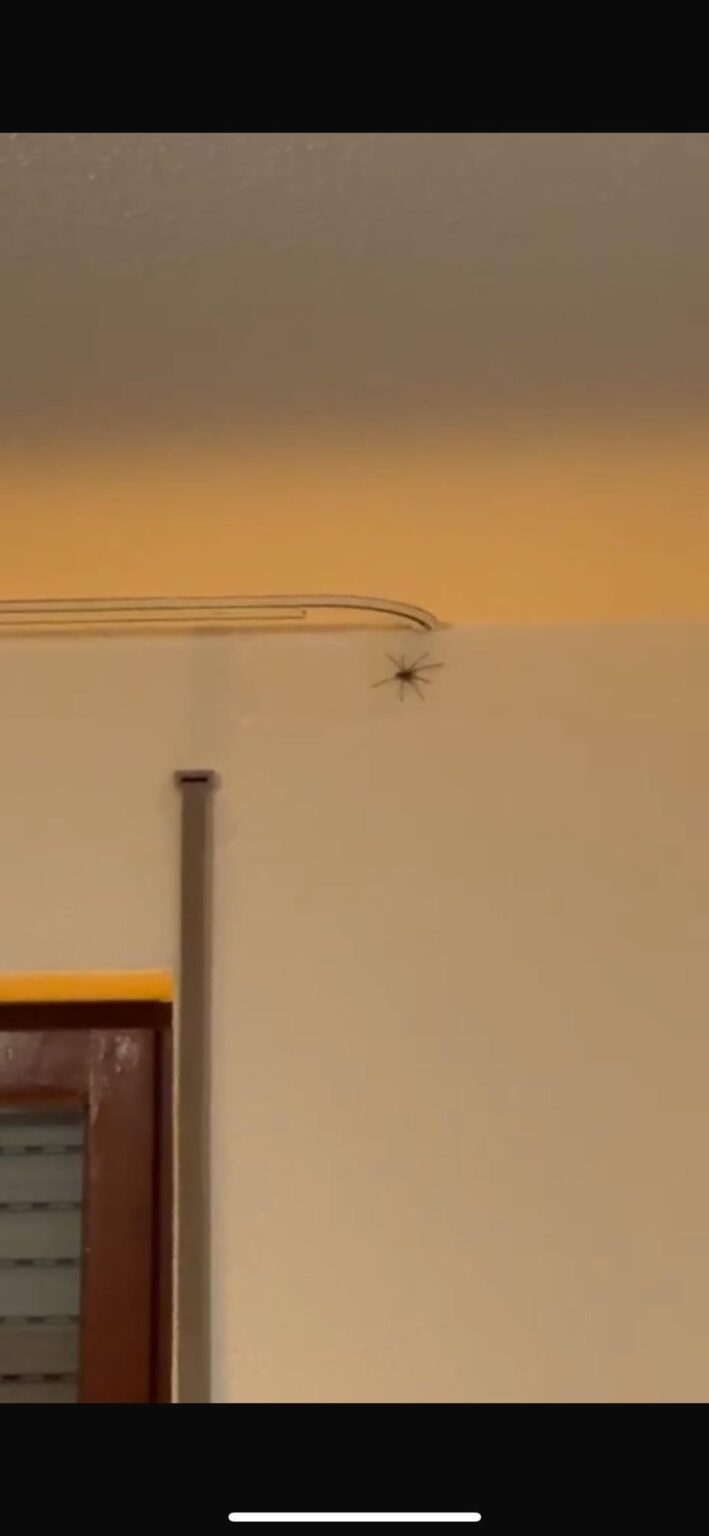 Severe spider phobia in Germany – need advice on places with fewer spiders