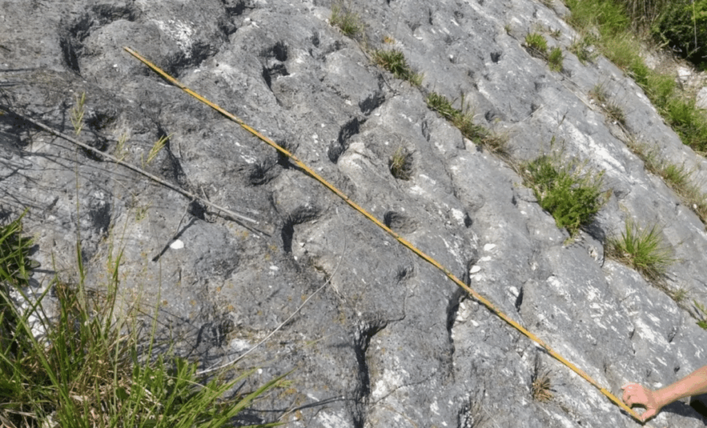 80 Million Year Old Tracks Found By Rock Climbers In Italy Reveal Evidence Of An Ancient Marine Species