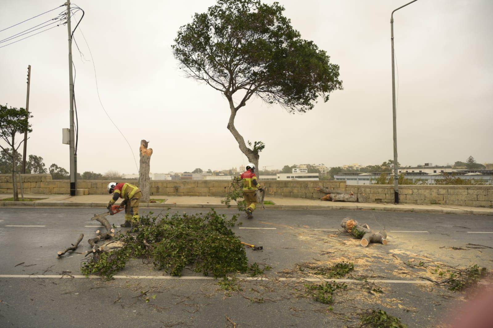 Members of CPD removing one of the trees in Naxxar Labour Road that fell on Monday night during Storm Harry. Photo: Matthew Mirabelli