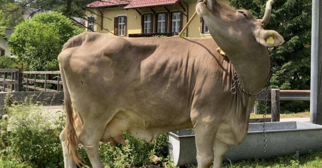 Do Cows Use Tools? New Research Says Yes - New research spotlights a cow who displays flexible tool behavior. Should we be surprised?