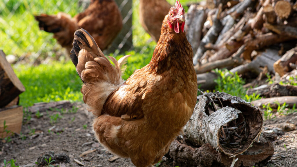 It Disappeared from the Table and Ended Up in... Concrete. The Shocking Fate of the Norwegian Hen