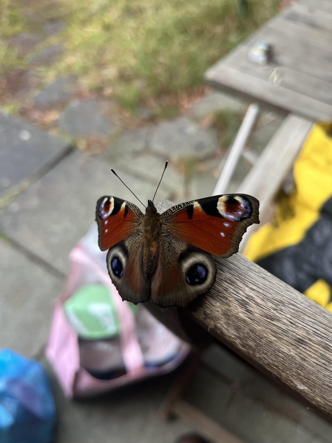 01/01/26 Isn't this cousin out a little early?