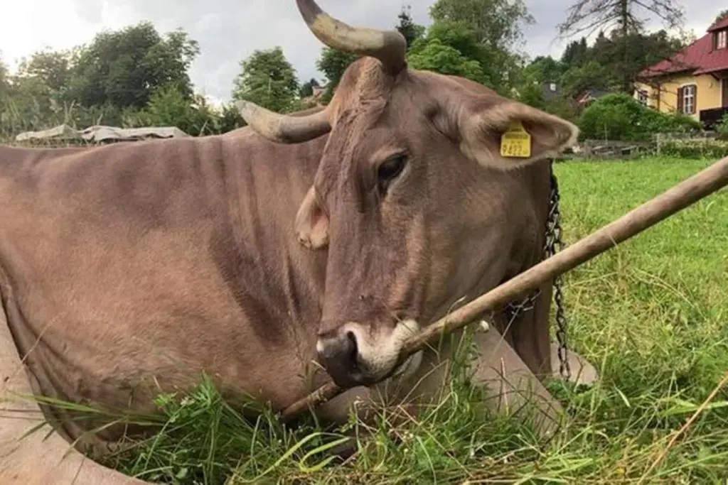 Bovine intervention? Tool-using cow in Austria scratches the surface of animal intelligence Subscribe Placeholder