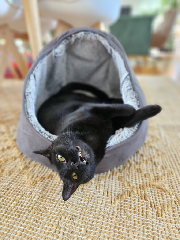 Kenji the shadow cat is looking for his forever family Kenji the shadow cat is looking for his forever family