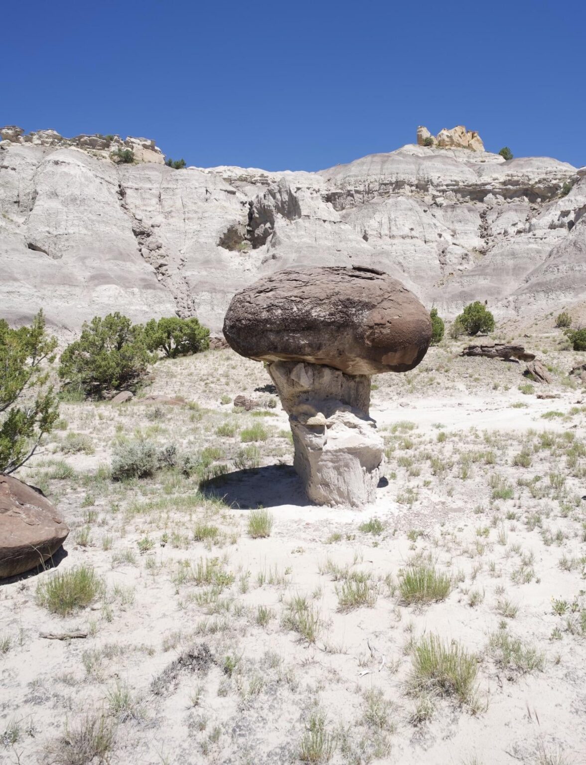 Hunting mushrooms in the New Mexico Badlands