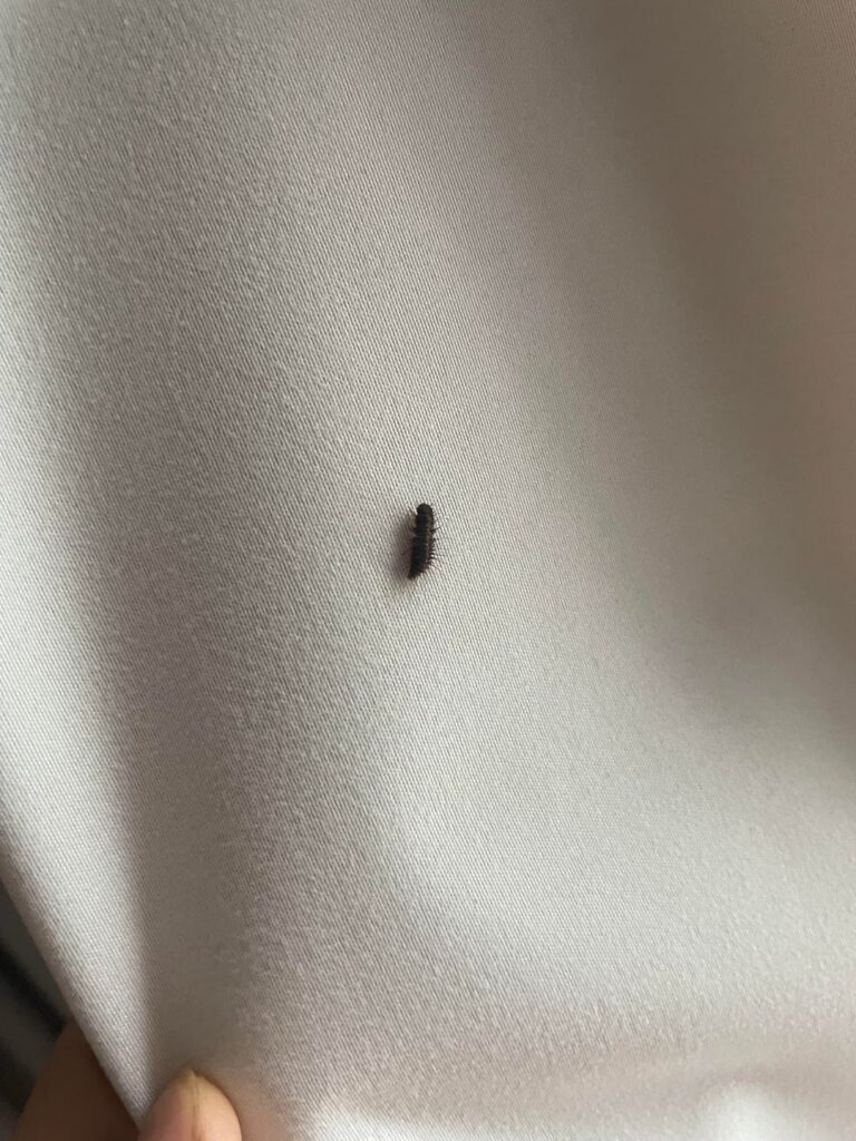 What is this bug?