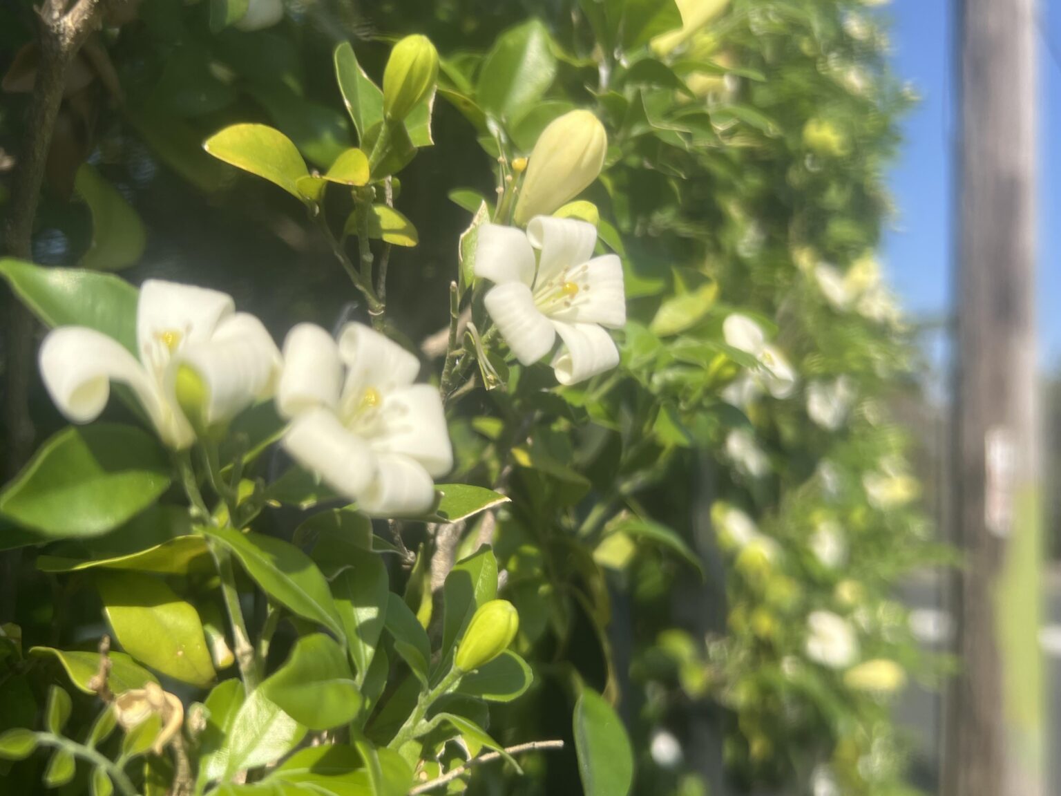 Pretty flowers, and a sweet smell, on a sweltering sunny Sydney day