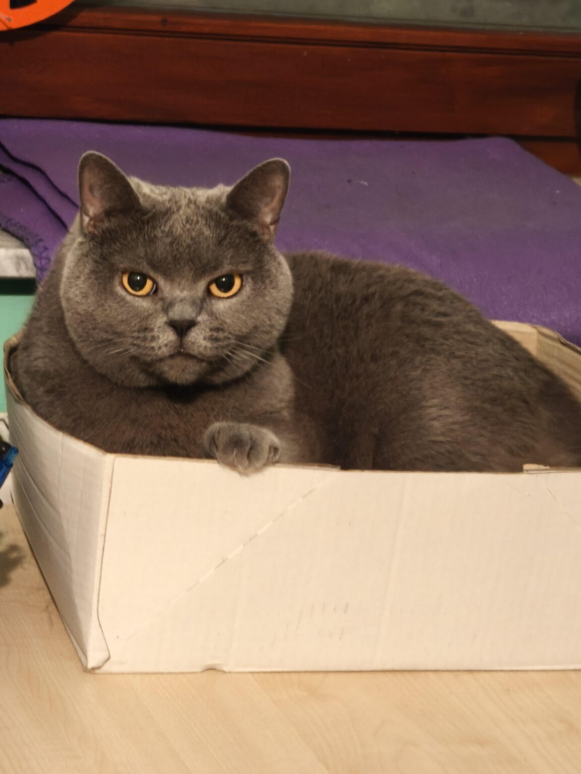 Catbot