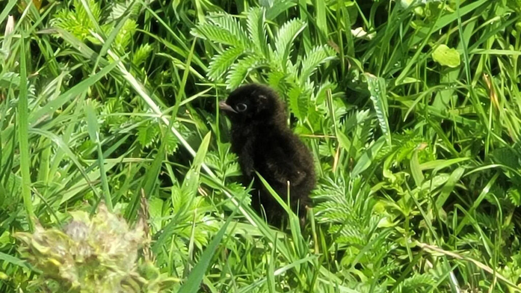 Seven ‘remarkable’ species found at conservation charity sites