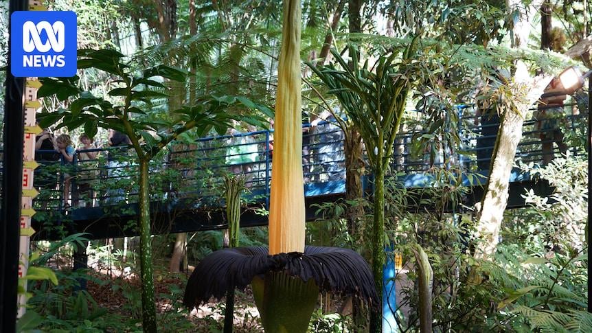 Corpse flower Smellanie at Adelaide Botanic Garden is blooming - The garden's Bicentennial Conservatory is free entry to the public between 7pm to midnight on Saturday