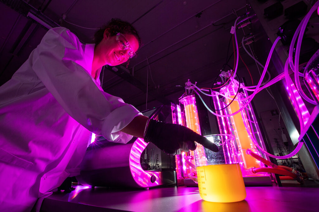 From poison to pain reliever: New Zealand scientists farm toxic microalgae for next-generation painkillers microalgae