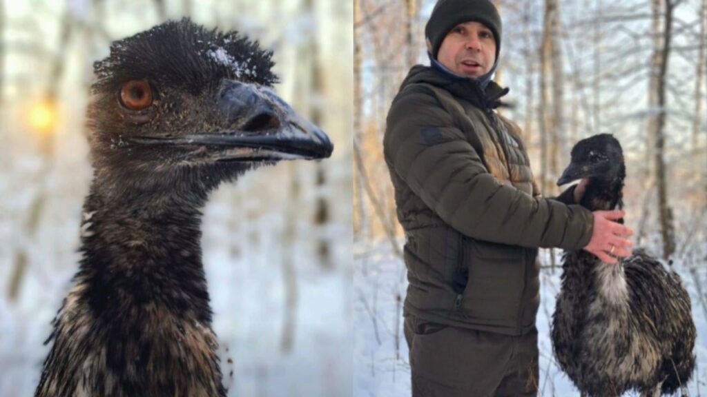 Fabiś the Emu found hiding in frozen forest after escaping fireworks
