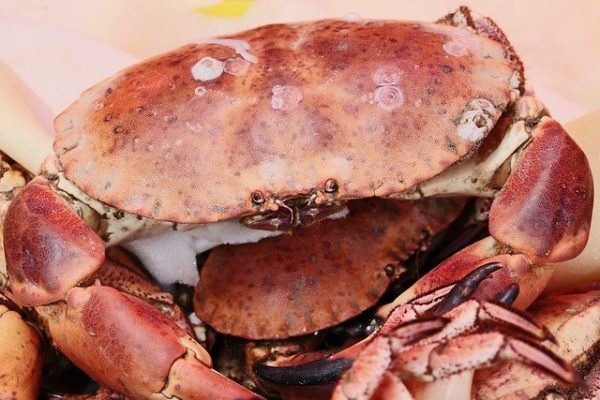 Crustacean Welfare Guidance Looms as Industry Seeks Clarity – UK Fishing Industry – The Fishing Daily Crustacean welfare benchmark Danish Fisheries Agency will enforce new rule on crab claws in the North Sea despite criticism and constructive suggestions from the industry