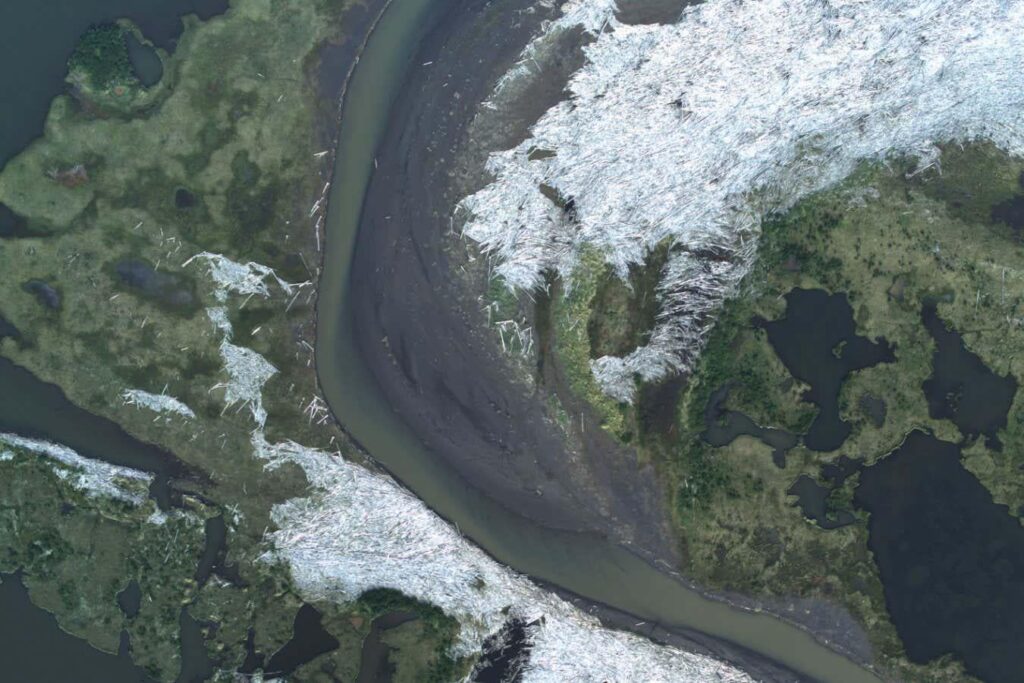 Sinking trees in Arctic Ocean could remove 1 billion tonnes of CO2