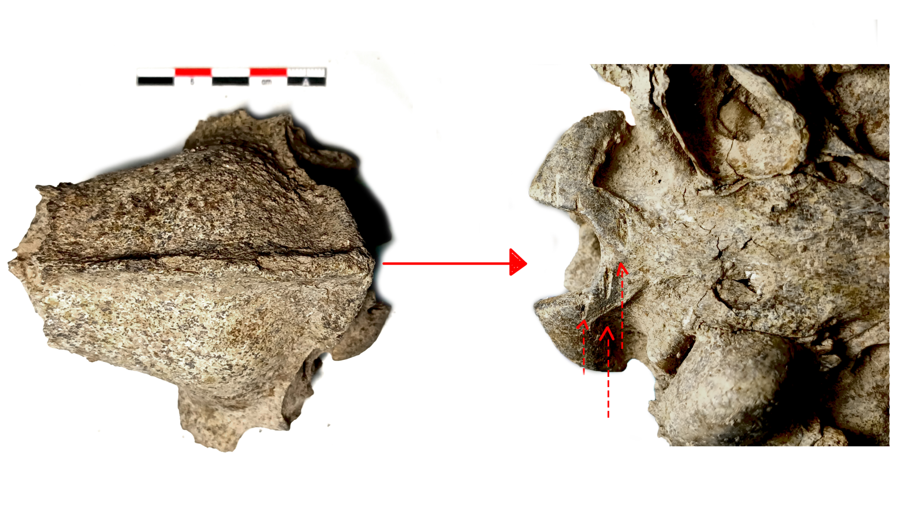 a dog skull