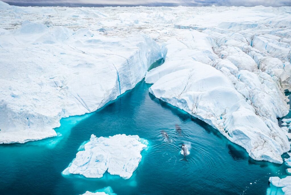 Aerial view of Three Humpback whale mother and calf swimming in the icebergs of Ilulissat Icefjord. Greenland