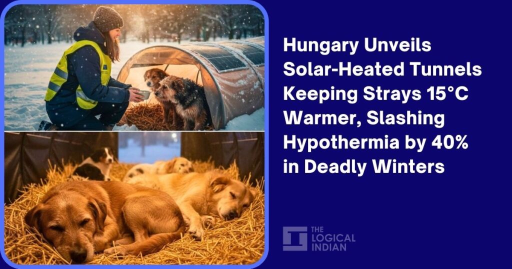 Hungary Unveils Solar-Heated Tunnels Keeping Strays 15°C Warmer, Slashing Hypothermia by 40% in Deadly Winters