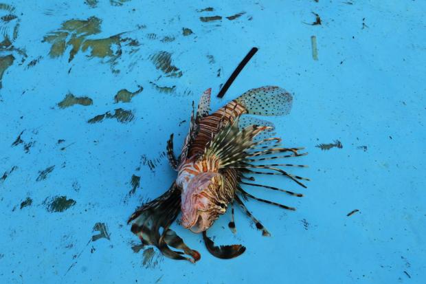 A lionfish is seen on a fishing boat off the coast of Larnaca, Cyprus, in the eastern Mediterranean