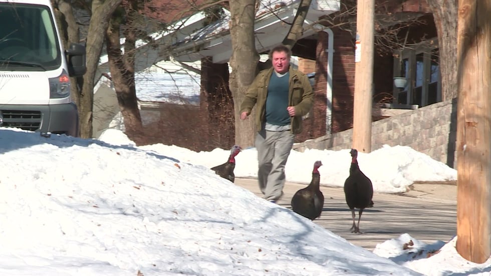 Wild turkeys are attacking people in a Janesville neighborhood, chasing postal workers,...