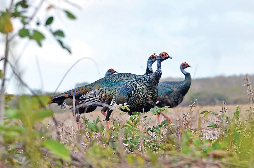Driftwood Outdoors: Ocellated turkey hunt on Yucatán Peninsula an all-time favorite Driftwood Outdoors: Ocellated turkey hunt on Yucatán Peninsula an all-time favorite