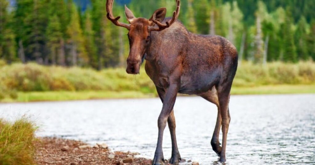 Americans fined $27,500 for illegal Ontario moose hunt