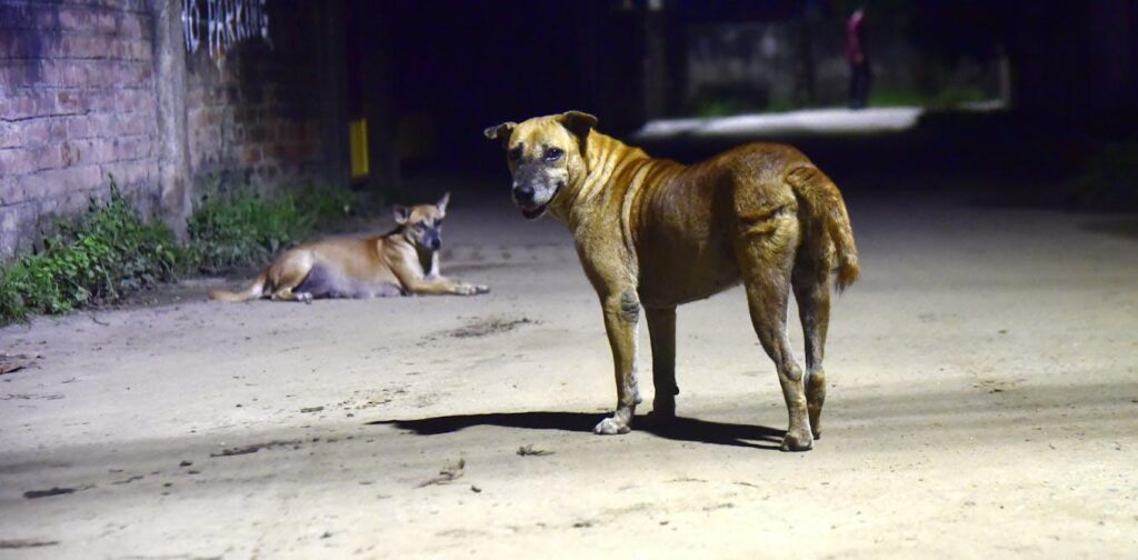 In India, the 60 million street dogs are searching trash less and less, and it's dangerous