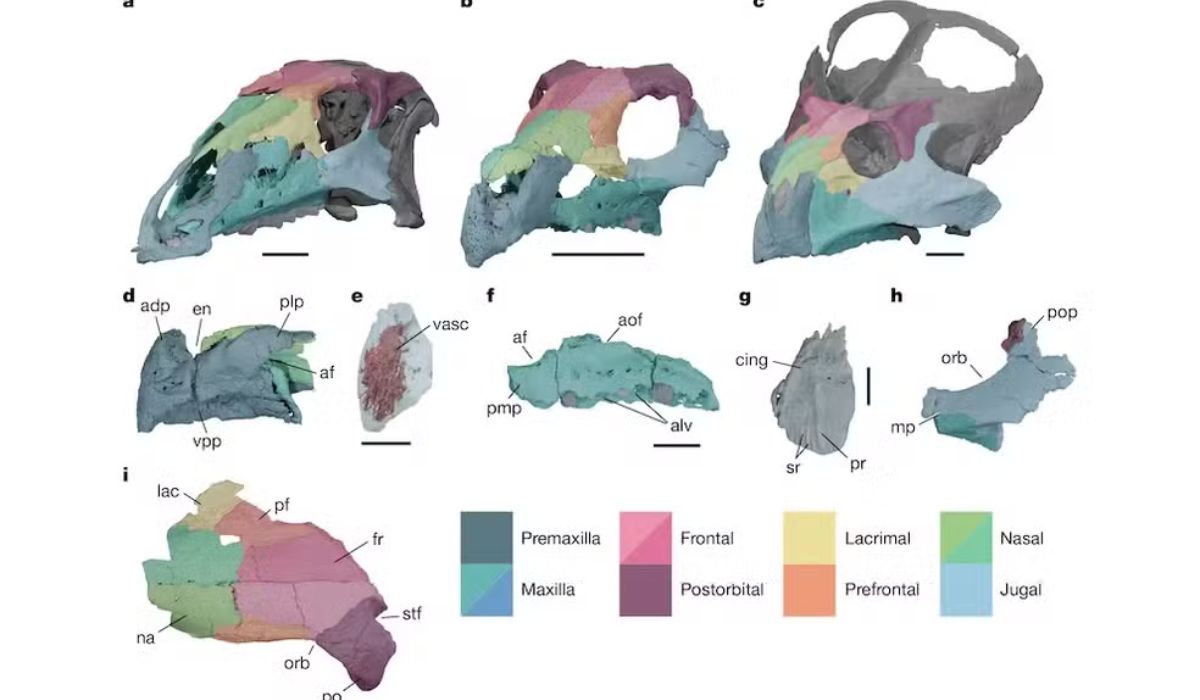 (Imagem: Divulgação/Nature)