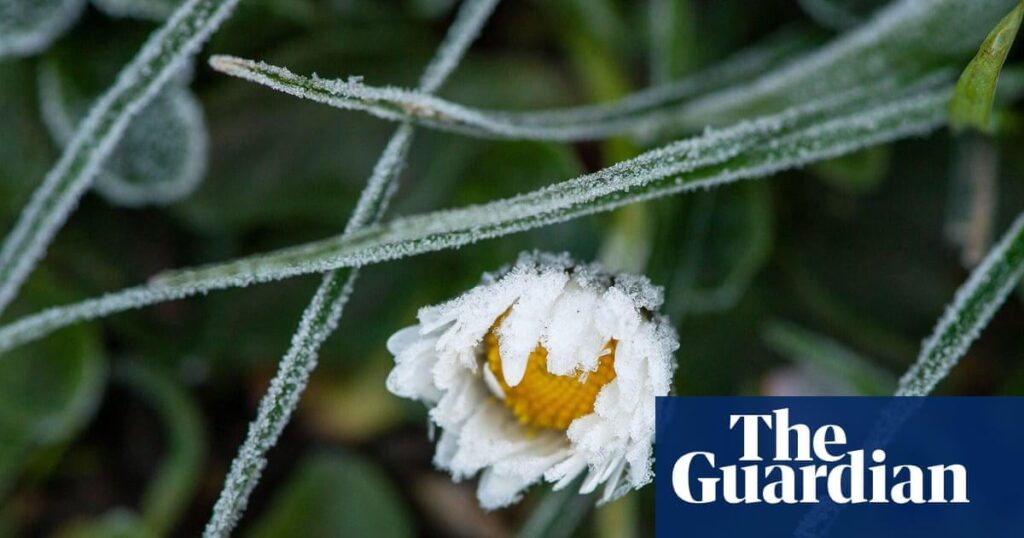 Winter blooming of hundreds of plants in UK ‘visible signal’ of climate breakdown