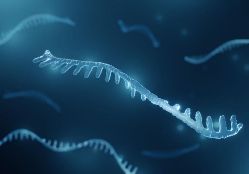 University of Queensland researchers say the discovery of a new stress reduction role for a naturally occurring molecule in the body could lead to new drugs and treatment for metabolic disorders and ageing.