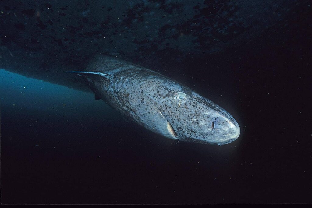 The Greenland shark isn't blind after all, despite spending centuries in dark water and having severe eye parasites. In fact, its retina doesn't seem to degrade at all
