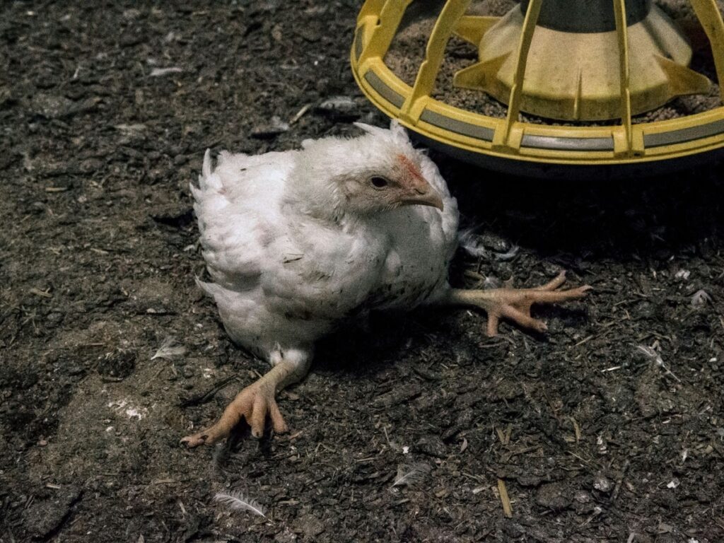 Norway to phase out fast-growing 'Frankenchickens' by 2027