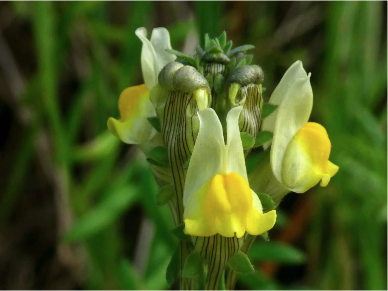 Unique plant species found in Portugal