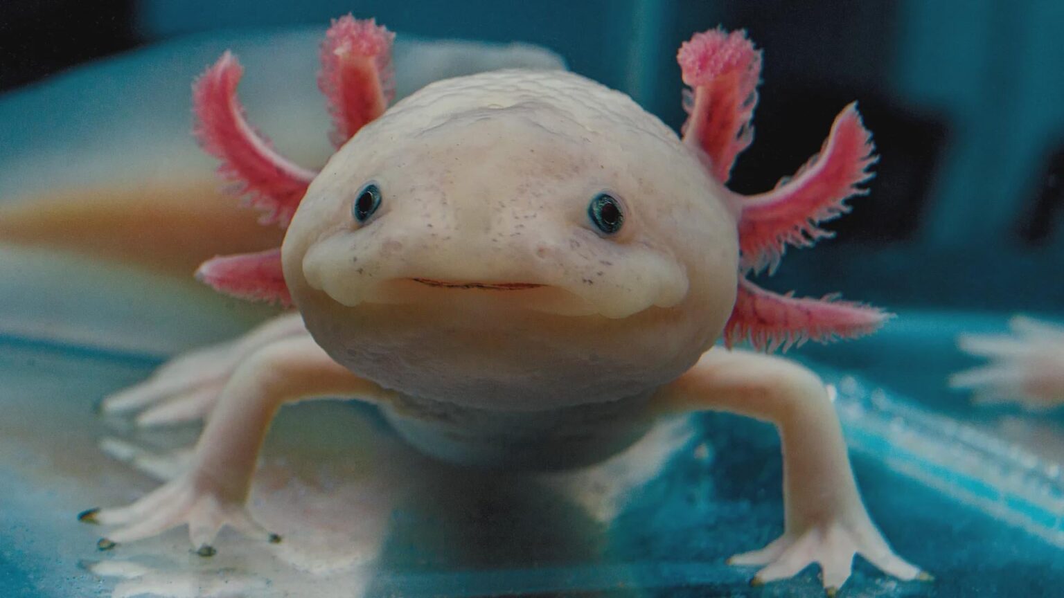 Regenerative Biology’s Baby Steps