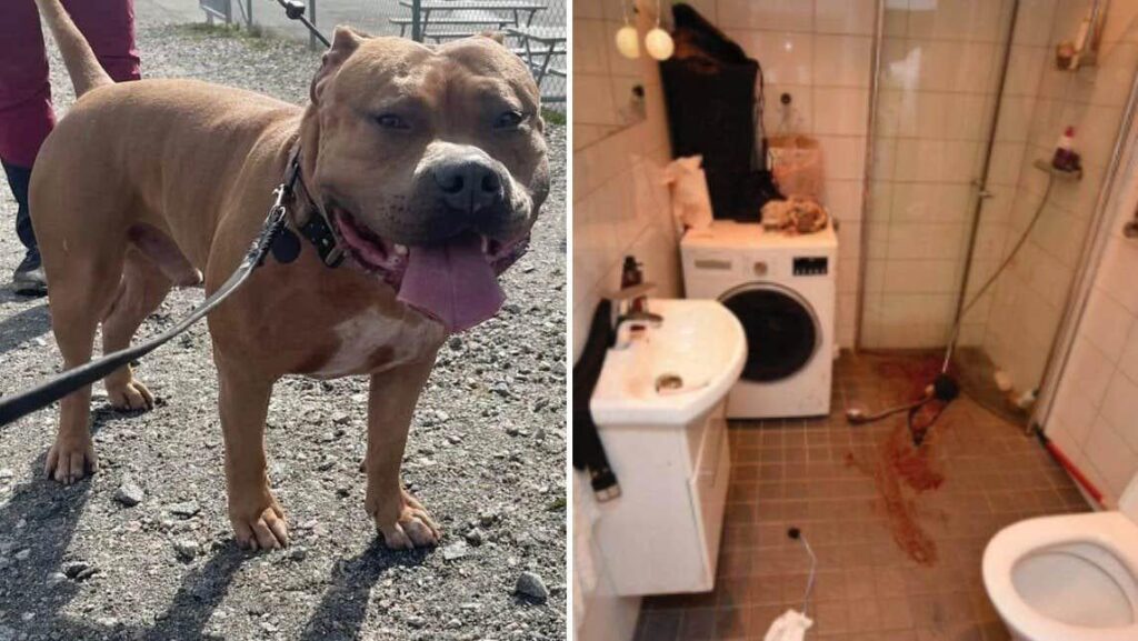 Woman bled to death after dog attack