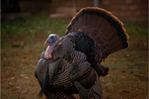 Hunters may start buying spring turkey permits Jan. 12