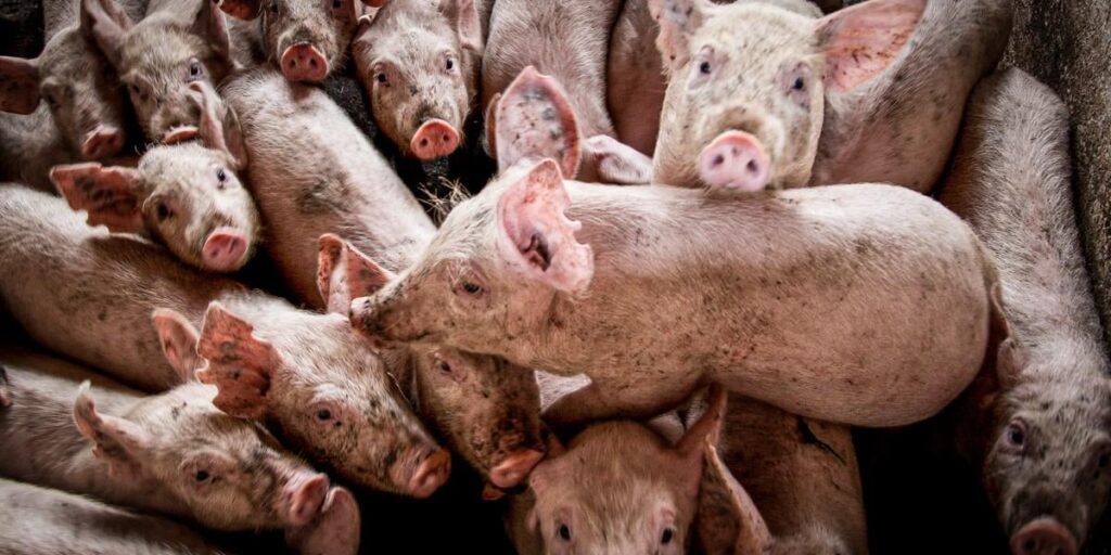 Unannounced control visits to pig producers showed such frequent rule violations that the Danish Veterinary and Food Administration had to urgently summon L&F to a meeting Unannounced control visits to pig producers showed such frequent rule violations that the Danish Veterinary and Food Administration had to urgently summon L&F to a meeting