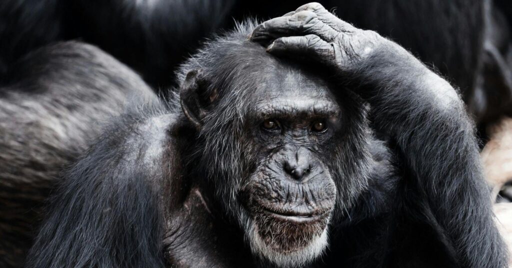 It's Time to Celebrate Animal Sentience and Stop Squabbling: Science and common sense clearly show that diverse animals are feeling beings.