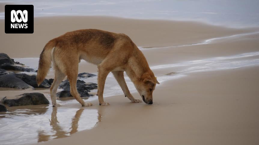 K'gari dingoes involved in death of Canadian backpacker Piper James to be euthanased