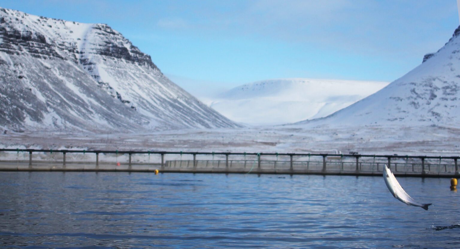 Iceland drafts new law to curb environmental impacts, boost long-term growth of fish farming