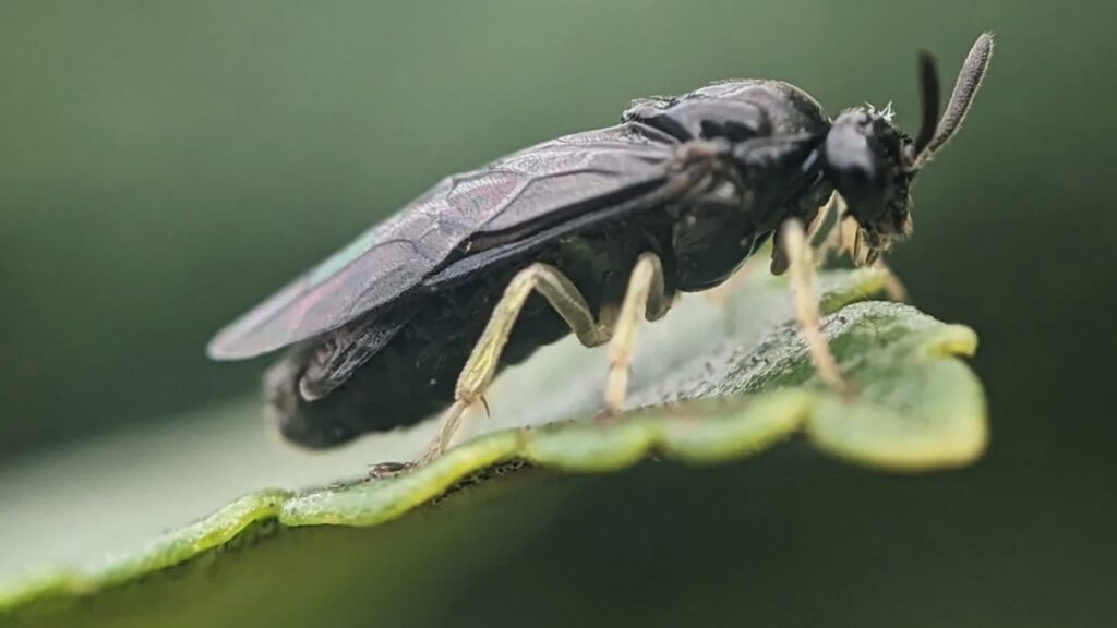 An all-female wasp is rapidly spreading across North America’s elms